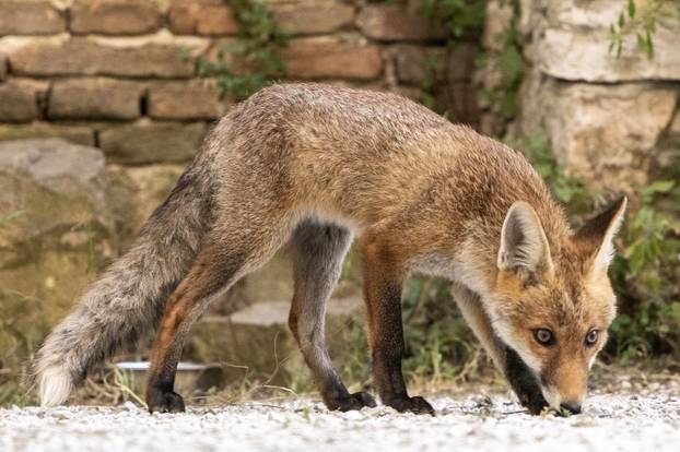 Lisica pronašla dom u blizini Pulskog kaštela