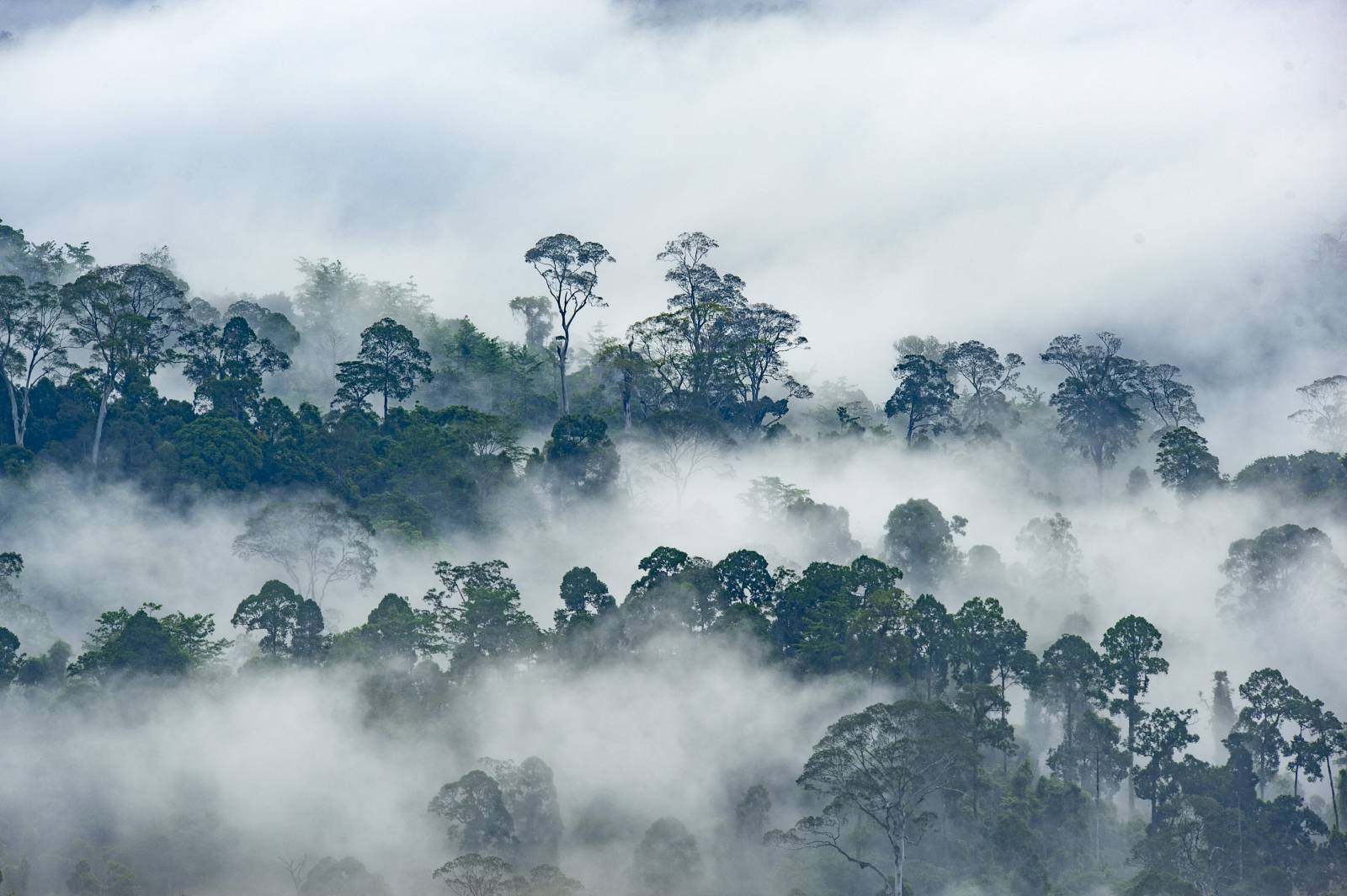 Deforestation and wildlife in Borneo