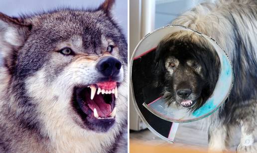 FOTO Ovo je &scaron;arplaninac kojeg su izgrizli vukovi u Kistanjama: Obranio je ovce i jedva pre&zcaron;ivio