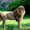 FOTO Novi kraljevski par stigao u ZOO Zagreb: Lavica Tayri i lav Uganda vratili riku u Maksimir