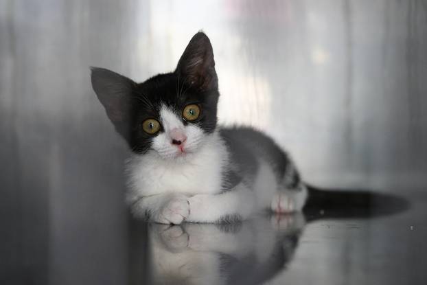 U skloništu Dumovec održan je prvi Dumovečki buvljak na kojem su građani mogli posjetiti sklonište te upoznati pse i mačke