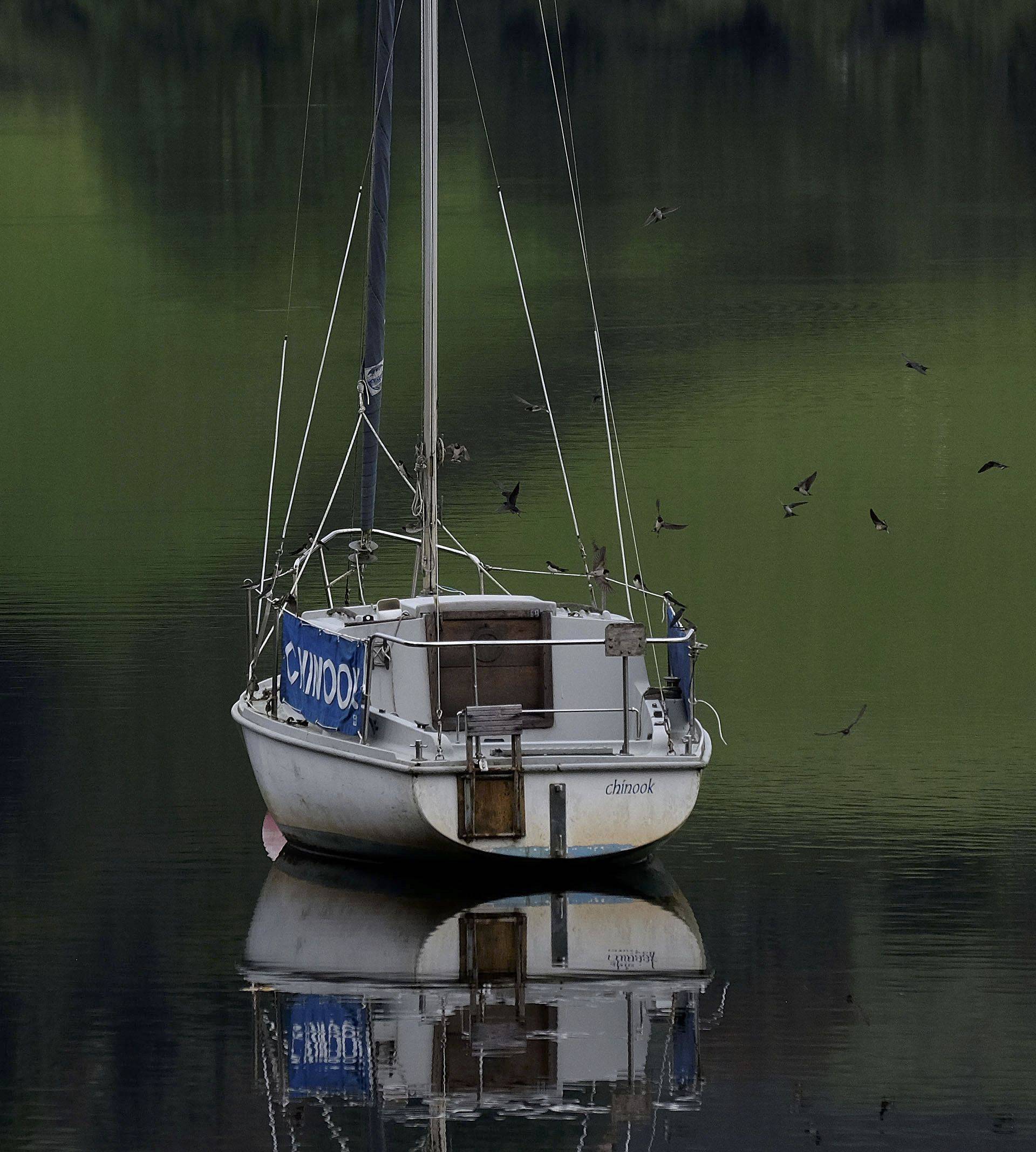 Starlings swoop around a boat on Lake Vyrnwy, Powys North Wales