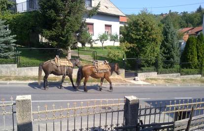 Uzeli pauzu: Konji pobjegli od vlasnika i prošetali ulicama