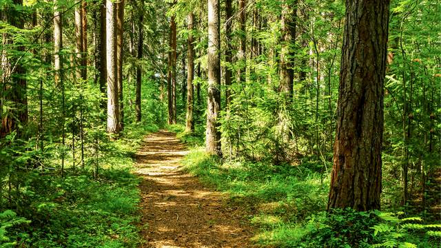 Forest,Trail,Scene.,Woodland,Path