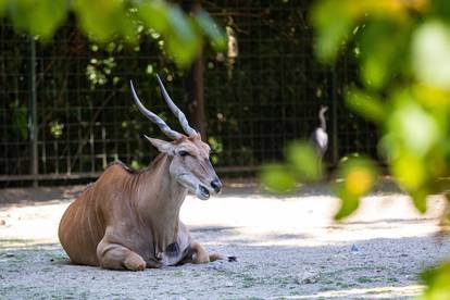 Pogledajte kako izgleda ljeto u zagrebačkom Zoološkom vrtu