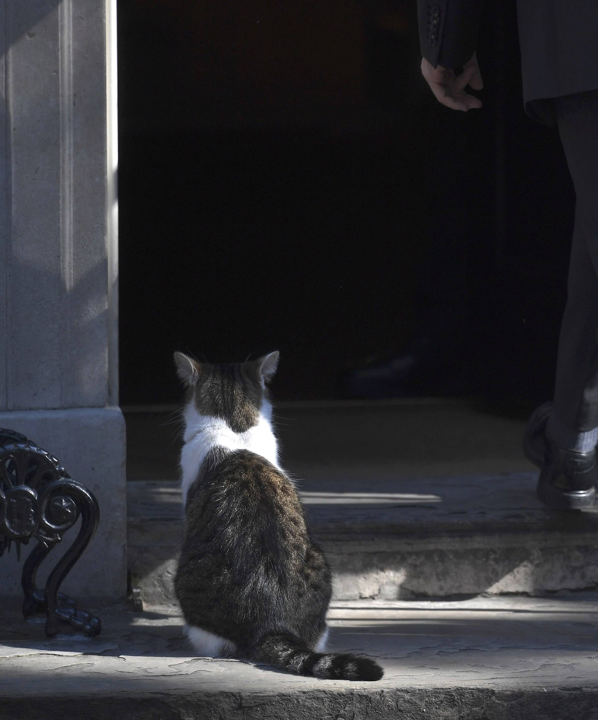 Larry the cat sits on the front doorstep of Number 10 during a cabinet meeting in Downing Street in London, Britain
