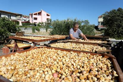 Sušenje smokava na tradicionalan način u Grebaštici