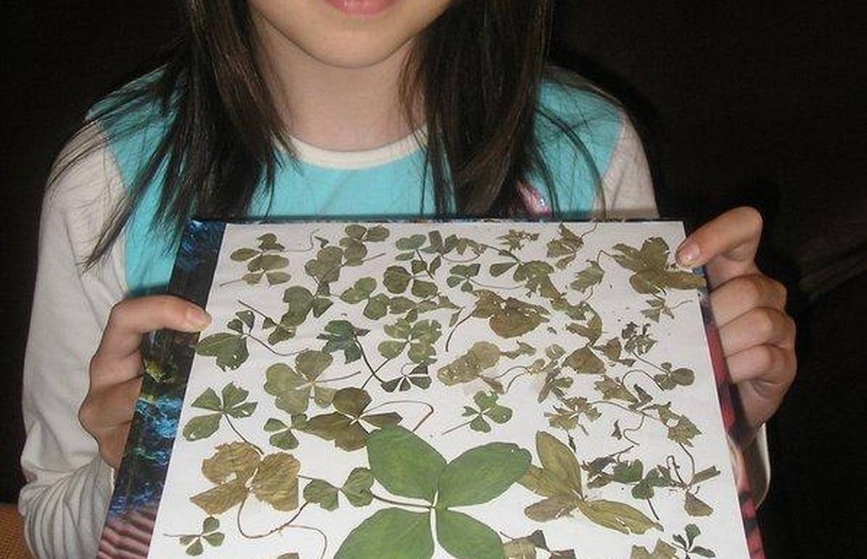 Ivana (11) našla stotinjak djetelina s četiri lista