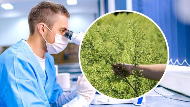 Stručnjaci ne mogu vjerovati: 'Biljka iz Hercegovine pomaže u liječenju korona virusa!'