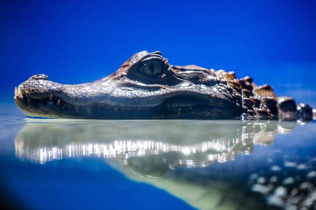 Obnovljeni  pulski Aquarium sada se prostire na 2.500 četvornih metara i postaje najveći akvarij u Europi koji izlaže isključivo mediteranski postav