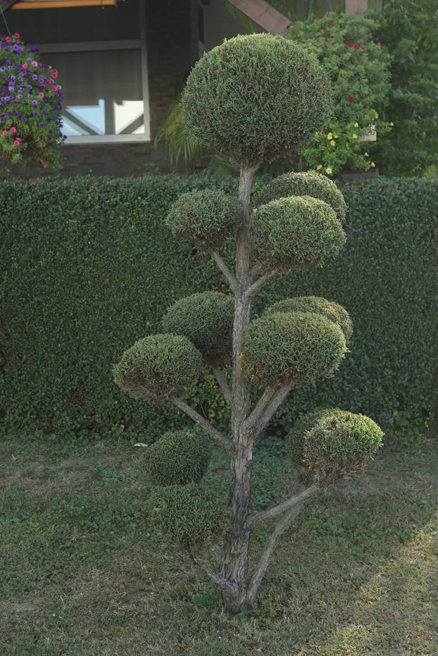 Egzotični vrt Igora Čupića