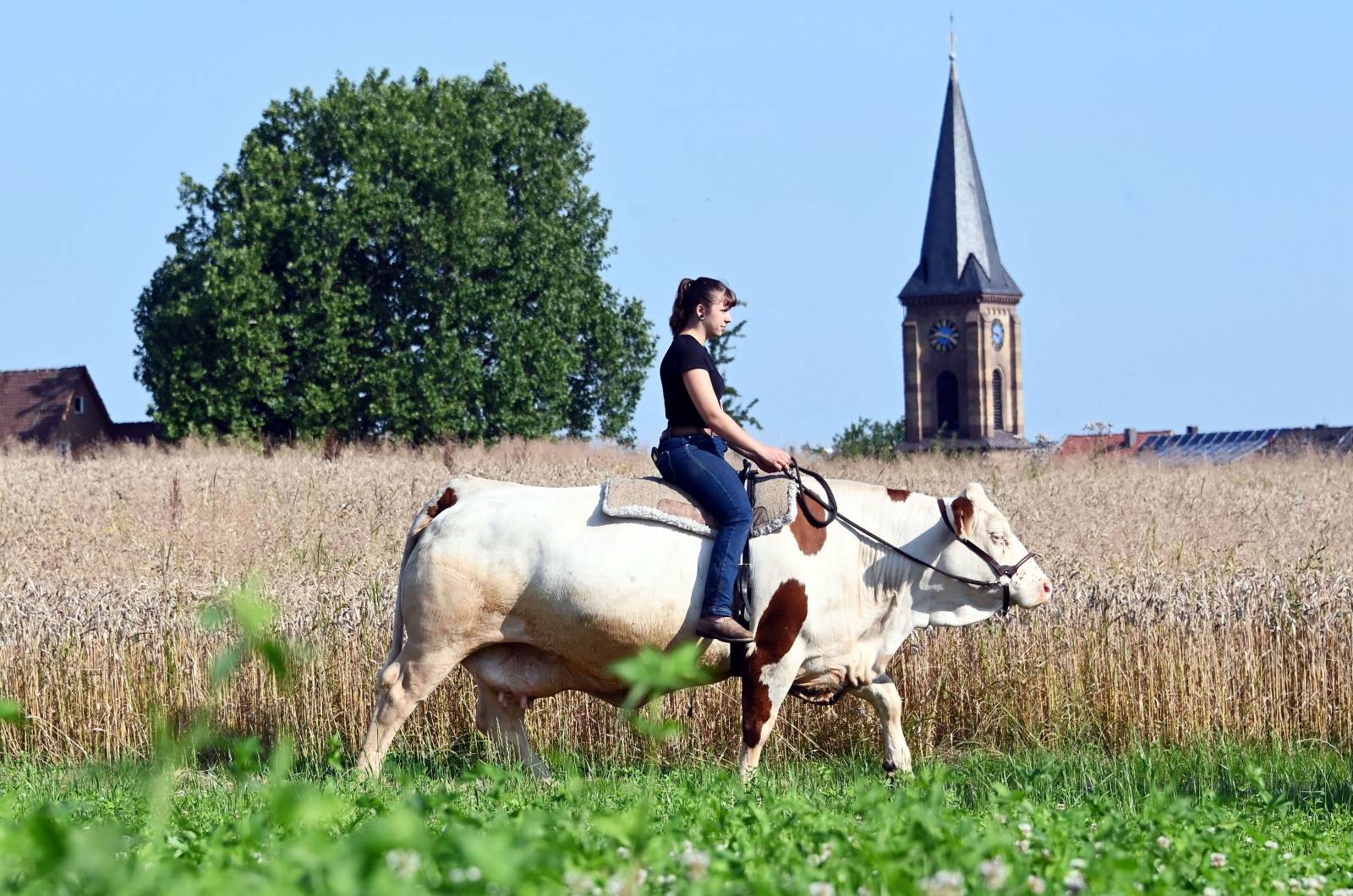 Mounted cow