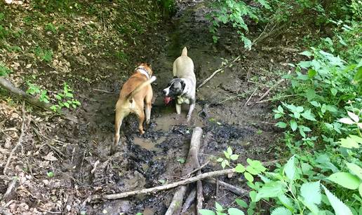 Ettu su spasili sa smetli&scaron;ta: U &zcaron;elucu je imala tri kile sme&cacute;a