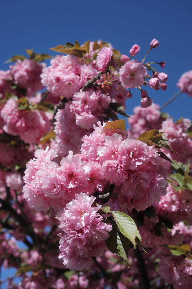 Zagreb: Rascvjetala stabla u Šulekovoj ulici, najljepšoj ulici u gradu