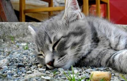 Kategorija: Uspavana ljepotica Izaberite najslađu macu u snu