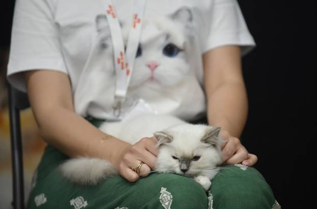 Zagreb: Međunarodna izlozba mačaka privukla brojne posjetitelje u Family Mall