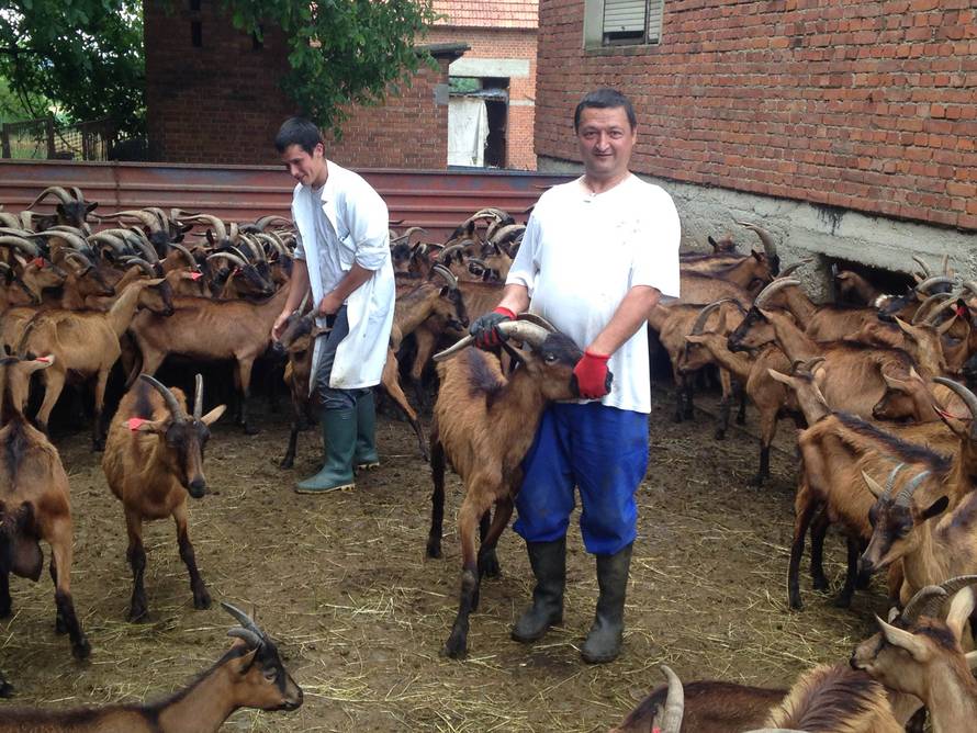 Traži se rješenje: Napuštene i gladne koze ostaju u Lakušiji