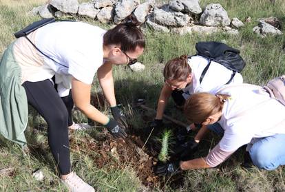 FOTO Više od tristo volontera sudjelovalo u pošumljavanju Grebaštice kod Šibenika