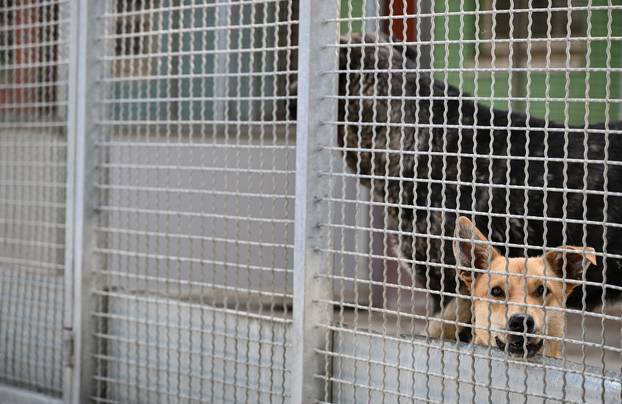 Zagreb: Sklonište za životinje u Dumovcu