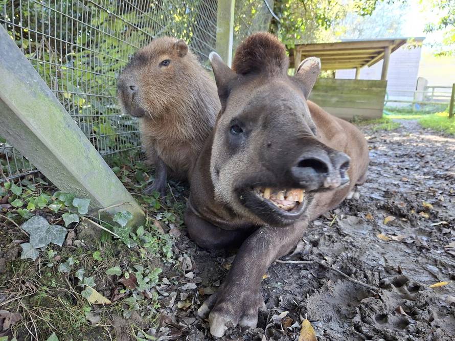 Tužno! U ZOO vrtu uspavali isti dan kapibaru i tapira. Bili su naj prijatelji, nisu ih htjeli razdvojiti