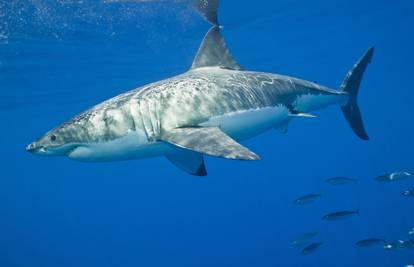 Šokantne snimke iz Teksasa, stotine morskih psina plivaju blizu obale: Budite oprezni!