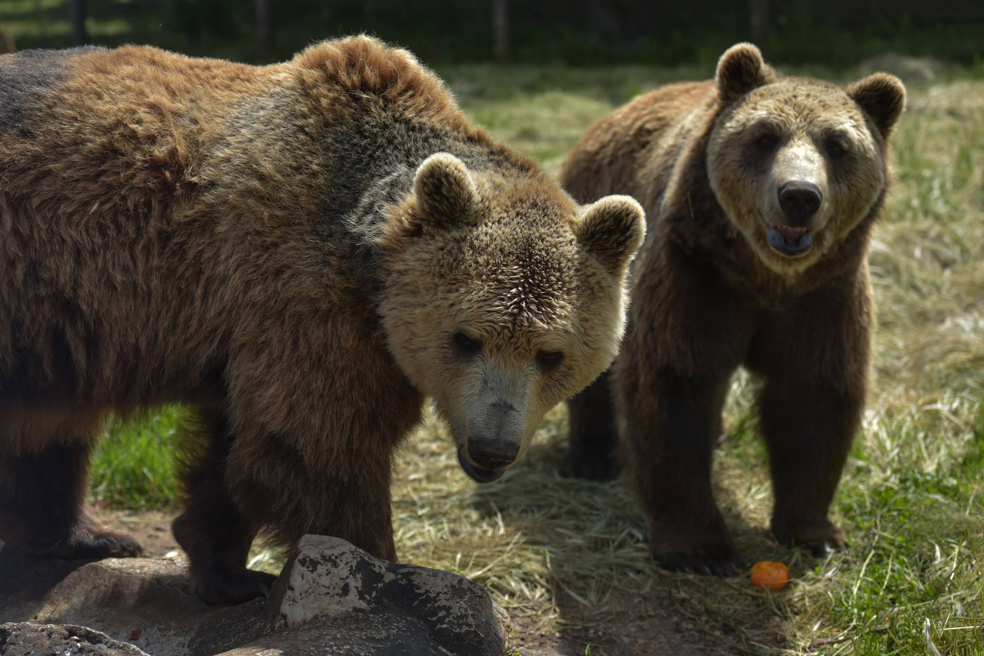 Macolina velika fešta: Svojim medvjedima izvadio osobne