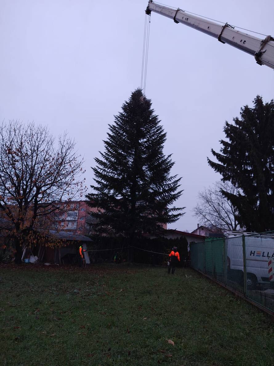 FOTO Ovo je jelka koje će ove godine biti na Trgu: 'Visoka je 18 metara, jako sam ponosan'