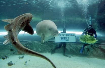 Sydneyski ZOO akvarij za rođendan počastio stanare
