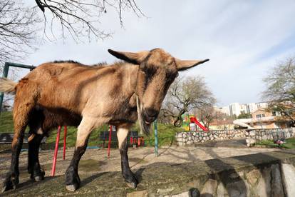 Kozo jedna, što radiš ovdje?