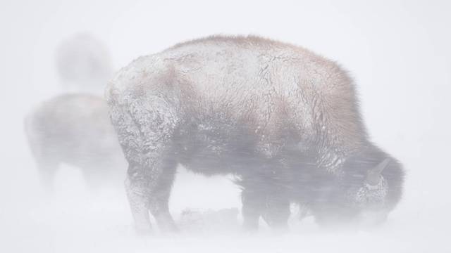 Amerikanischer Bison ( Bison bison ) im Schneesturm, Blizzard, heftige Schneeverwehungen, starker Schneefall, auf Nahurn