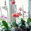 Volite orhideje? Donosimo vam nekoliko savjeta kako da vaš omiljeni cvijet sačuvate od zime