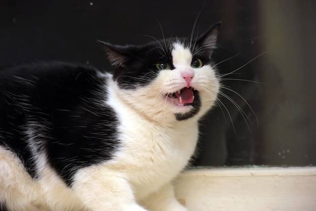 scared black and white domestic cat close up