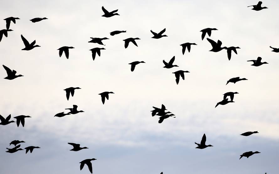 Ducks fly during a hunt in a field near the village of Novosyolki