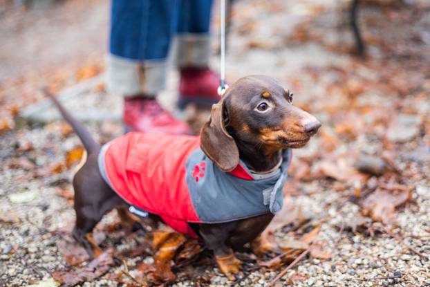 Zagreb: Adventska špica jazavčara 