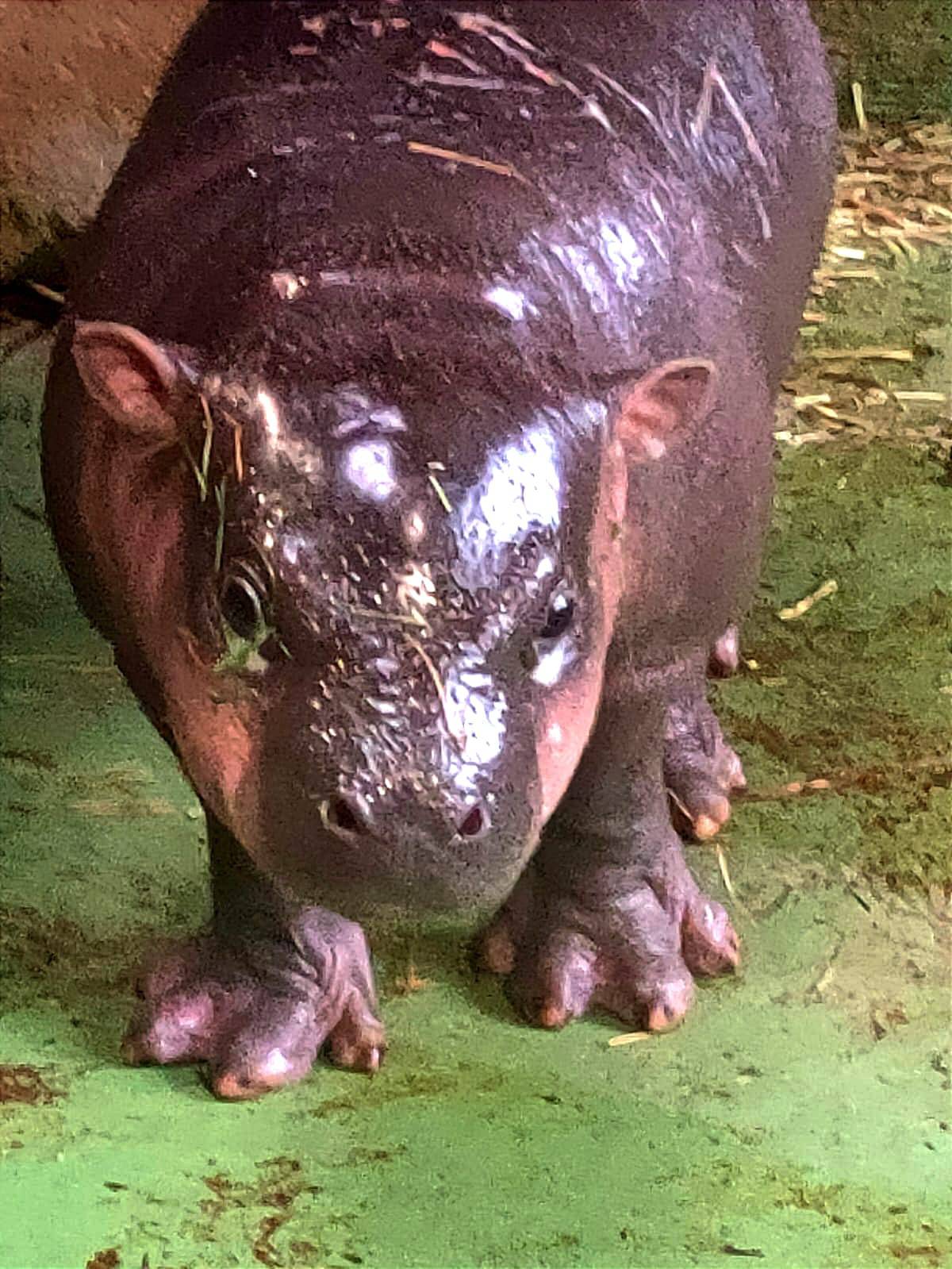 Zagrebački ZOO: Naša nova članica dobila je ime, biralo ga je preko 3000 građana