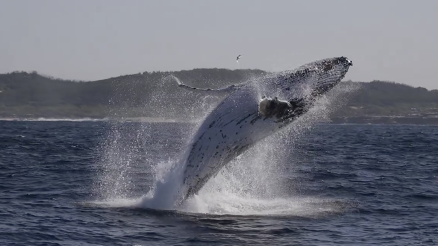 Prekrasni divovi: Prvi put ove godine snimili kitove u Australiji