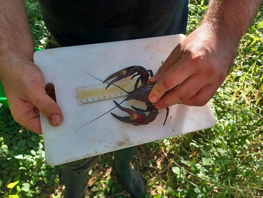 Signalni rak prijeti Plitvičkim jezerima: 'Jede sve što stigne, zbog njega se urušava obala'