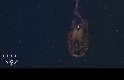 Snimili su ribu iz noćnih mora: Udičarka je pravi opaki lovac