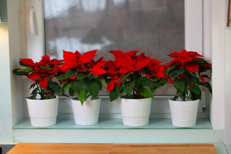 Održite Božićnu zvijezdu živom tijekom cijele godine, neka potraje i do sljedećih praznika