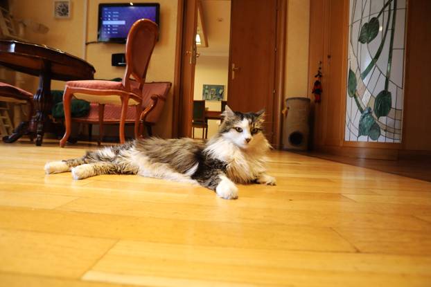 Miško ostaje prvi mačak Grada Rijeke i tijekom mandata Ive Rinčić