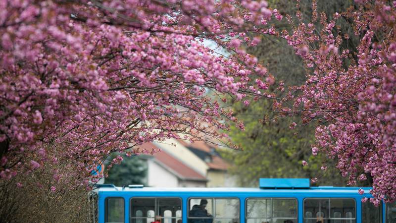 FOTO Pravo je vrijeme da zavirite u Šulekovu – ulica je u punom cvatu!