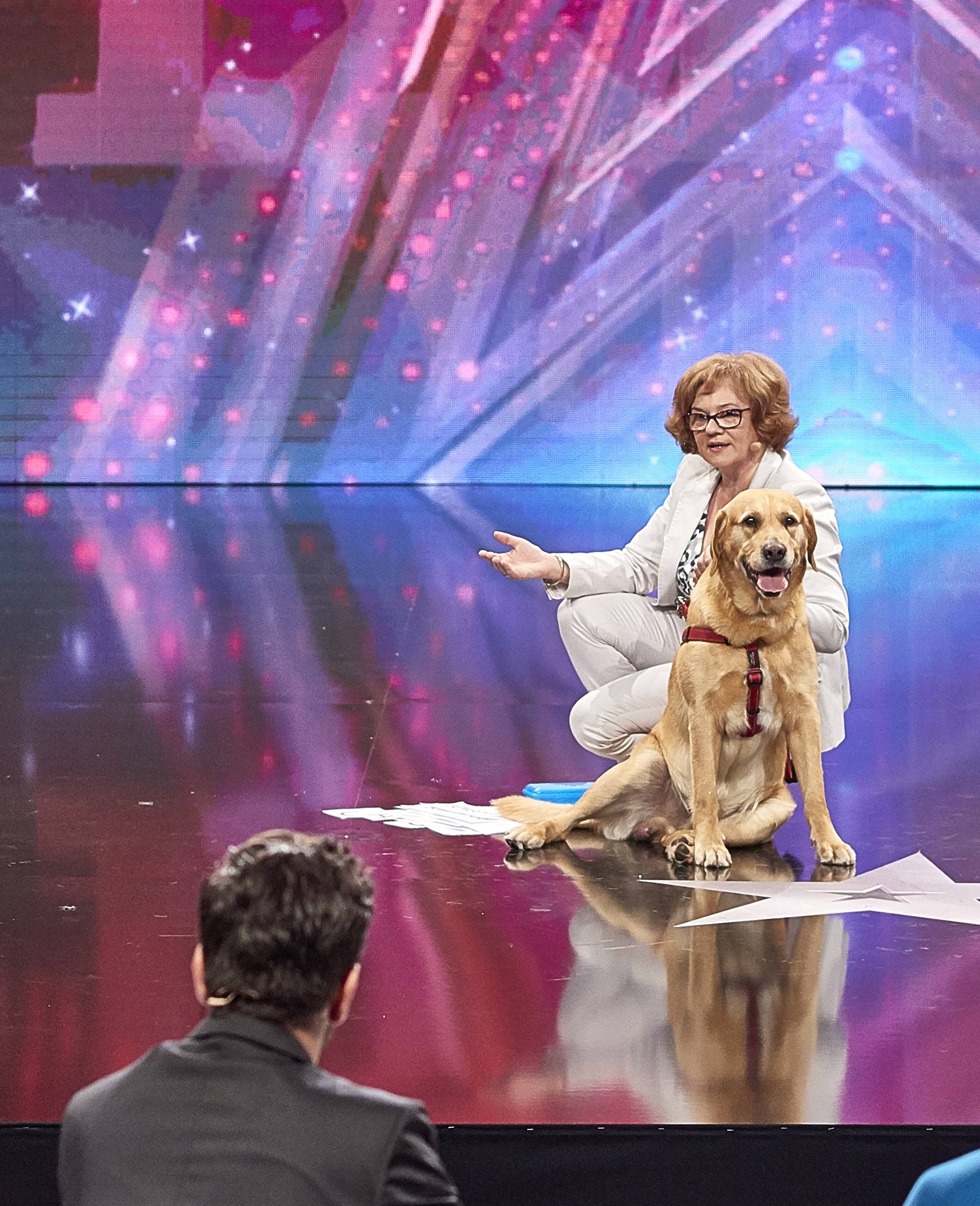 'Supertalent': Šestogodišnji labrador Bongo naučio je čitati