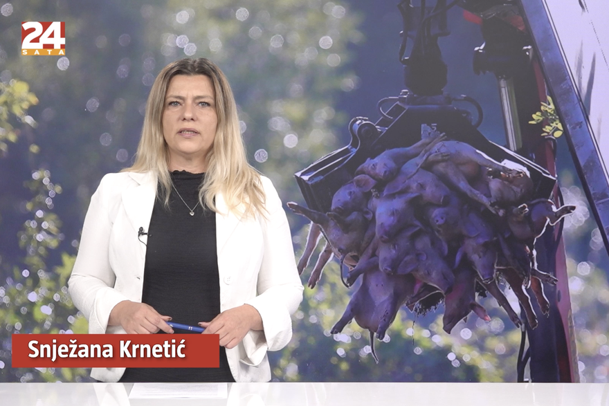 Gledajte '240 sekundi' 24sata: Svinjetina zbog kuge neće biti skuplja, a ministar će zaraditi