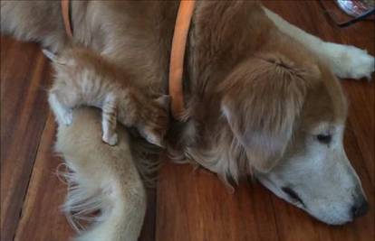 Je li ovo najslađe prijateljstvo psa i mačke? Pogledajte video