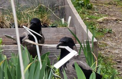 Vrane kradljivice opustošile su Botanički vrt: 'Uhodana banda redovito otuđuje metalne ploče'