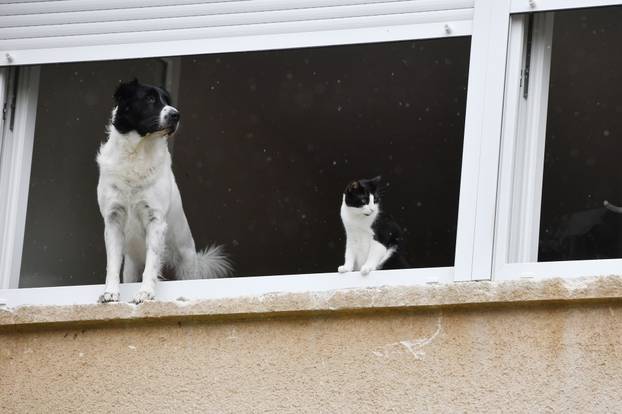 Šibenik: Kada ?e prestati kiša, pitaju se pas i ma?ka strpljivo gledaju?i kroz prozor