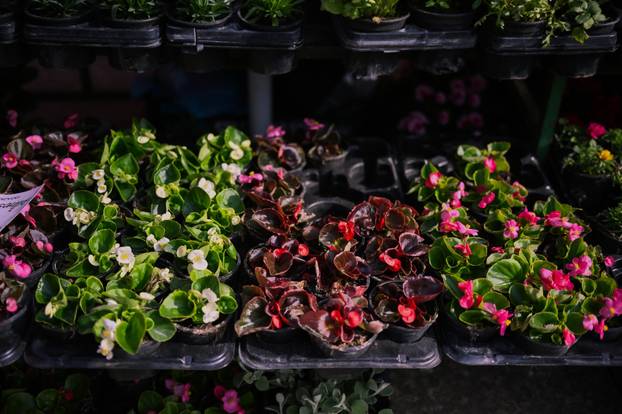 24sata Zagreb: Ponuda cvijeća na Dolcu 