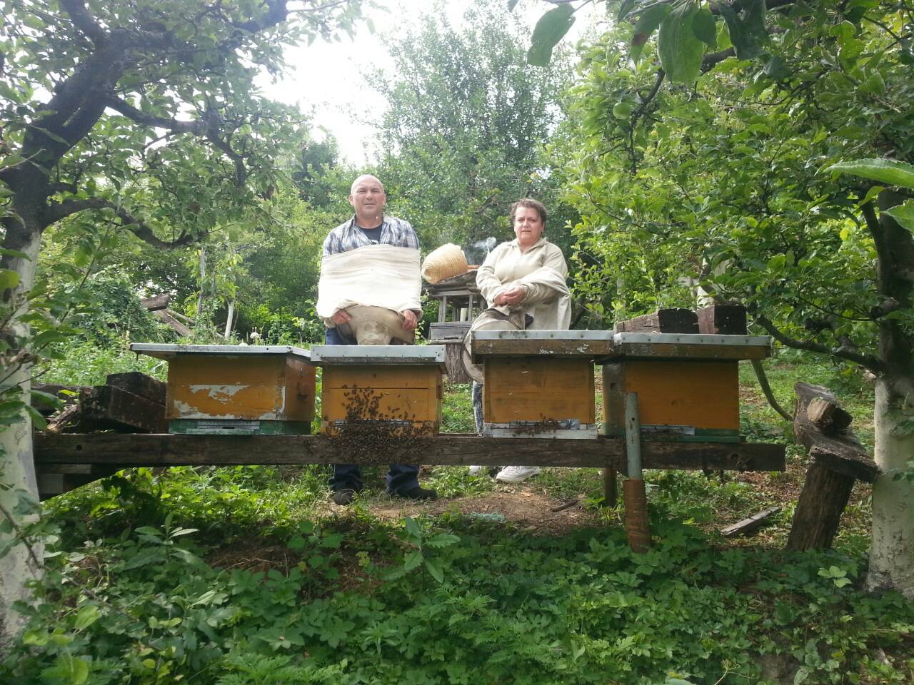 Sjekira im upala u med: Našli u deblu pčele te 10 kila meda