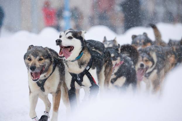 Ceremonial start of the 54th Iditarod Trail Sled Dog Race in Anchorage