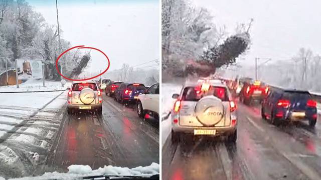 Dramatična snimka iz Zagreba: Pogledajte kako golemo stablo pada na cestu punu automobila
